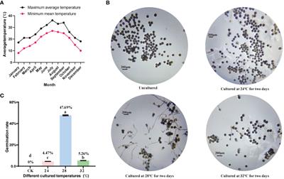 Transcriptome analysis provides insight into the regulatory mechanisms underlying pollen germination recovery at normal high ambient temperature in wild banana (Musa itinerans)